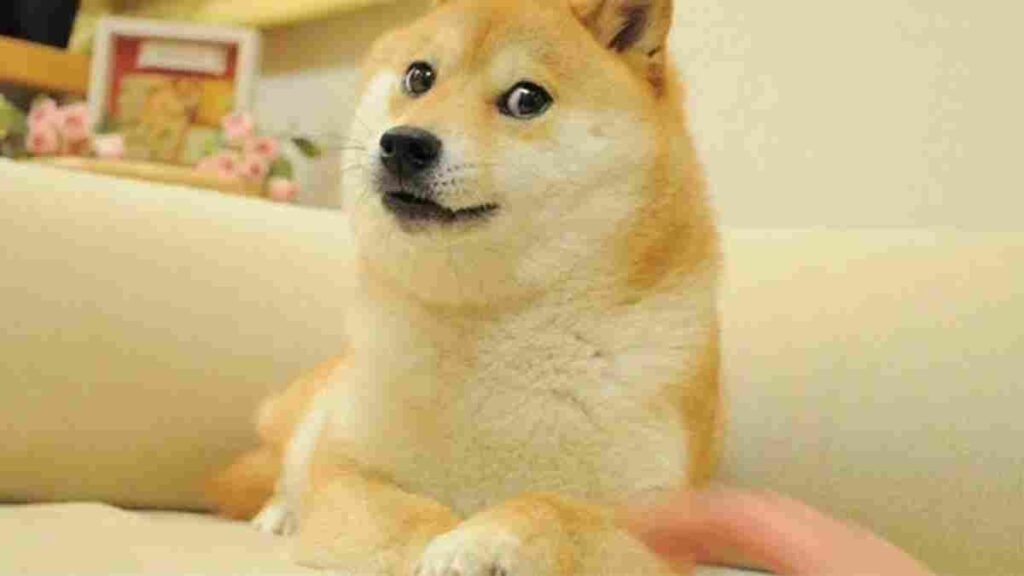 Dogecoin 